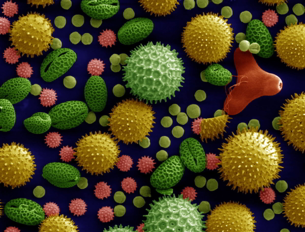 пыльца под микроскопом