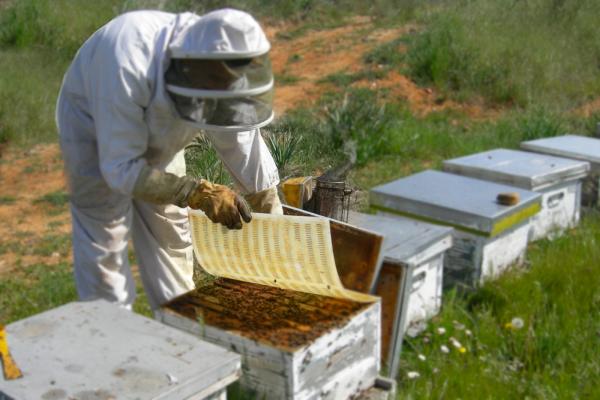 пчеловод собирает мёд